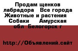 Продам щенков лабрадора - Все города Животные и растения » Собаки   . Амурская обл.,Белогорск г.